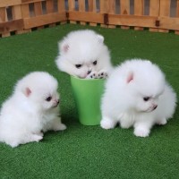Super adorable Pomeranian puppies for sale